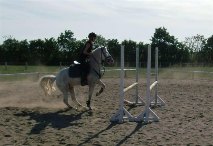 Knabstrupper Kouros *solgt*  - tror nok vi er lige ved at springe ? (: billede 13
