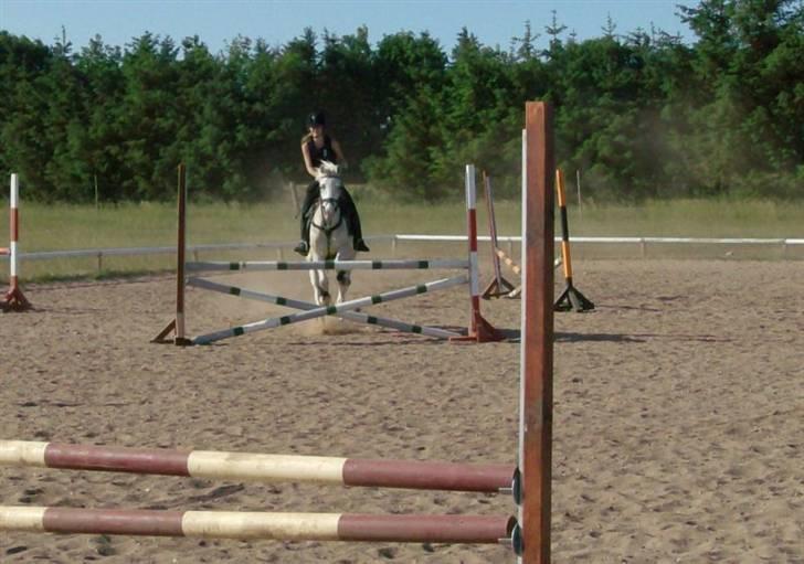 Knabstrupper Kouros *solgt*  - han er en dejling <3 billede 15