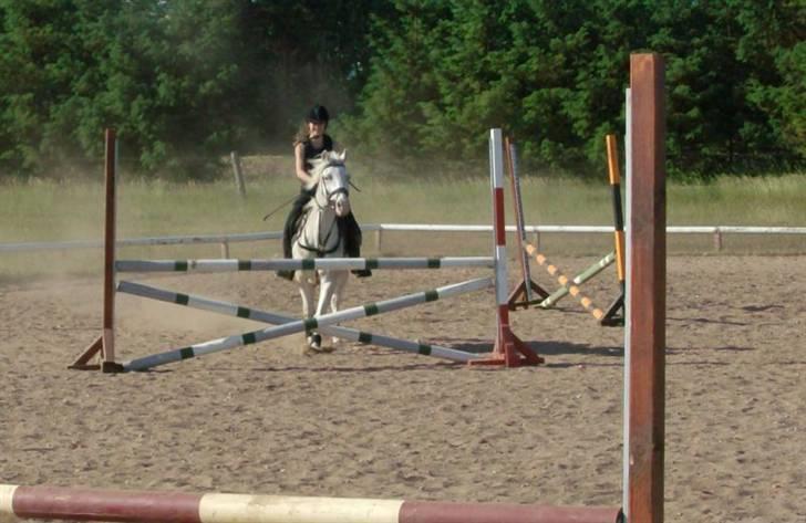 Knabstrupper Kouros *solgt*  billede 16