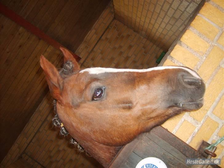 Welsh Pony af Cob-type (sec C) den bleekenhof tinka(SOLGT) - se lige er jeg ikke lækker billede 8
