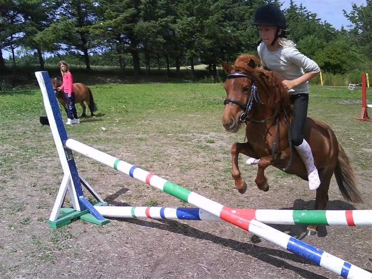 Shetlænder tøsen<3 billede 7