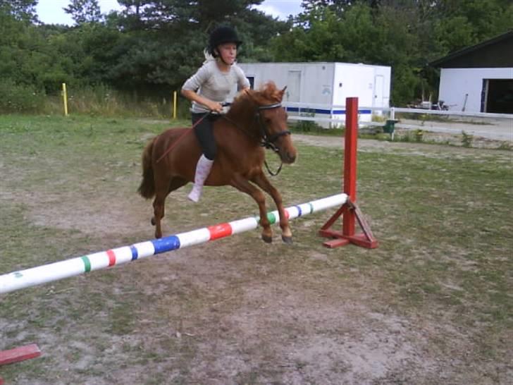 Shetlænder tøsen<3 billede 8