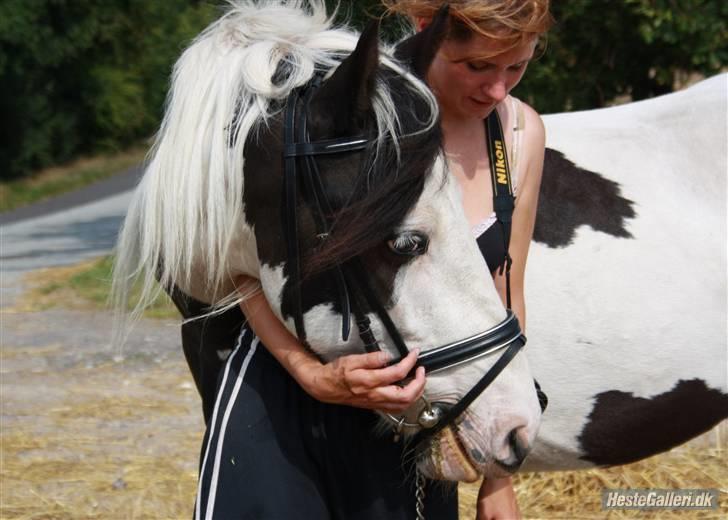 Barockpinto Nordholm's Aiko *R.I.P*  billede 20