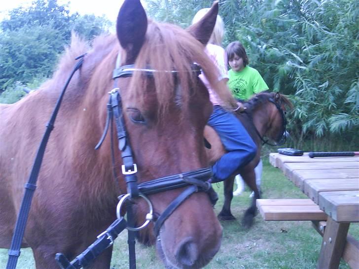 Shetlænder tøsen<3 billede 9