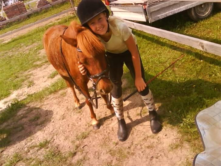 Shetlænder tøsen<3 billede 10