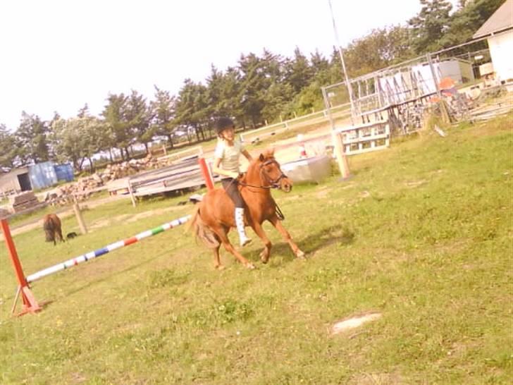 Shetlænder tøsen<3 billede 11