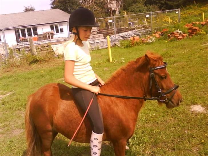 Shetlænder tøsen<3 billede 12