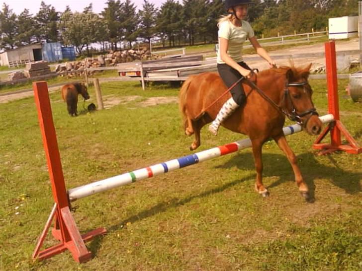 Shetlænder tøsen<3 billede 13