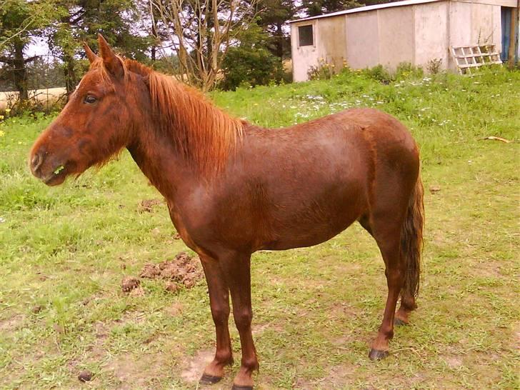 Shetlænder tøsen<3 billede 14