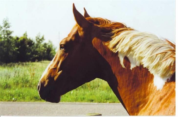 Pinto Pegasus   afdød :( - pegasus billede 1