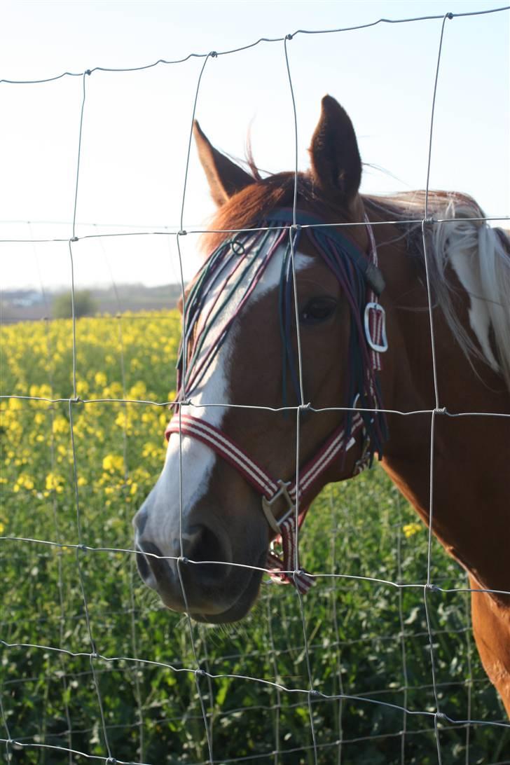 Pinto Pegasus   afdød :( - Pegasus 9 år billede 2