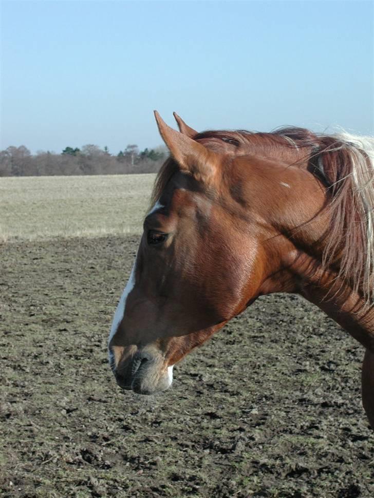 Pinto Pegasus   afdød :( - Pegasus 6 år billede 3