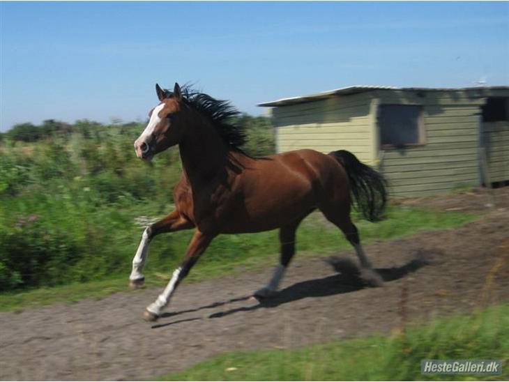 {{currentPhoto.altText}} billede {{currentPhoto.number}}