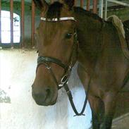 Dansk Varmblod Ridderspore-K