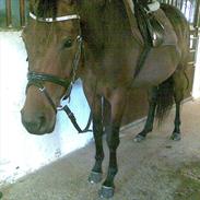 Dansk Varmblod Ridderspore-K