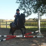 Anden særlig race BENZON "SOLGT"