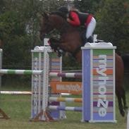 Dansk Varmblod Checar