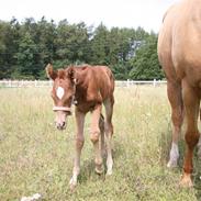 Palomino Golden Charming Falcon(SOLGT)