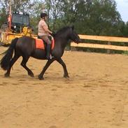 Anden særlig race Pédro *solgt*