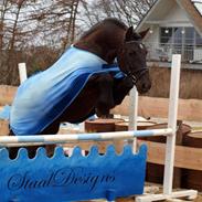 Anden særlig race Pédro *solgt*