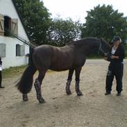 Anden særlig race Pédro *solgt*