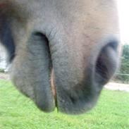 Anden særlig race Cookie.