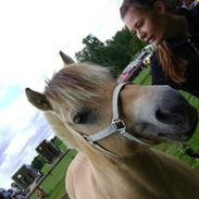 Fjordhest Ebbetorns Fjuri |SOLGT|