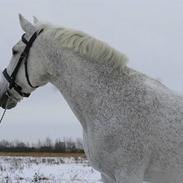 Anden særlig race Lady