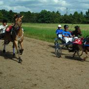 Anden særlig race Diego Santana