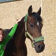 Anden særlig race Thilde 