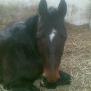 Anden særlig race Thilde 