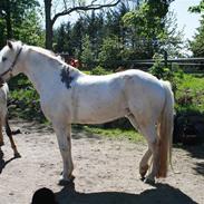 Connemara Rainy Morning