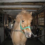 Anden særlig race Frede. | dengang xD