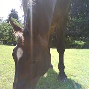 Dansk Varmblod Katago