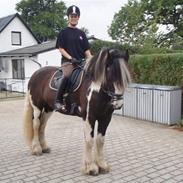 Irish Cob Duke