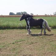 Irish Cob Duke