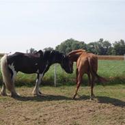 Irish Cob Duke