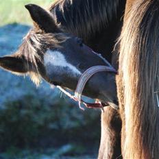 New Forest Elmholts Filicia