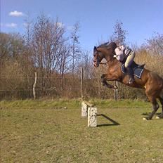 Dansk Varmblod 'Stald MJ's Lady Jane *Tidl. lånehest*