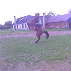 Dansk Varmblod 'Stald MJ's Lady Jane *Tidl. lånehest*