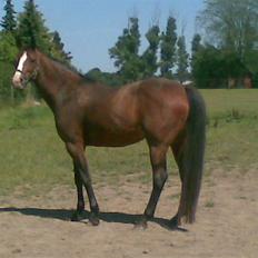 Dansk Varmblod 'Stald MJ's Lady Jane *Tidl. lånehest*