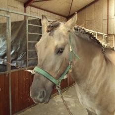 Anden særlig race Hannibal ( tidl. part)