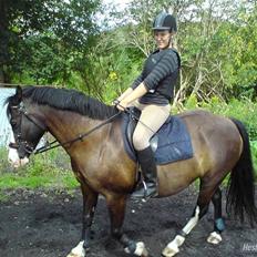 Welsh Pony af Cob-type (sec C) Dorthealyst Princess-Lea