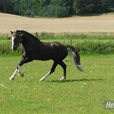 Welsh Cob (sec D) Fronerthig Prince Teyrnon