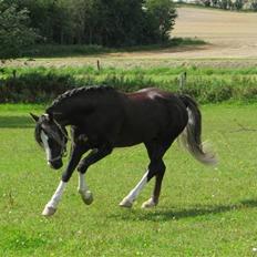 Welsh Cob (sec D) Fronerthig Prince Teyrnon