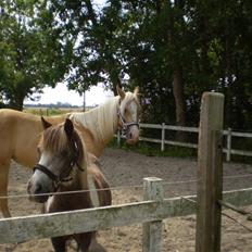 Palomino Diva