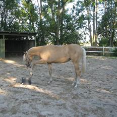 Palomino Diva