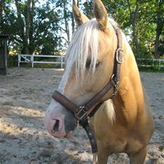 Palomino Diva
