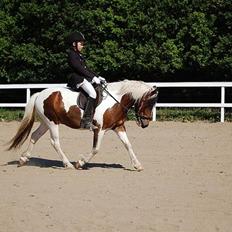 Anden særlig race Hidalgo