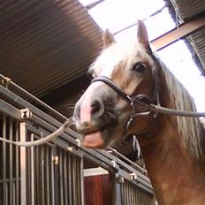 Haflinger Amigo 